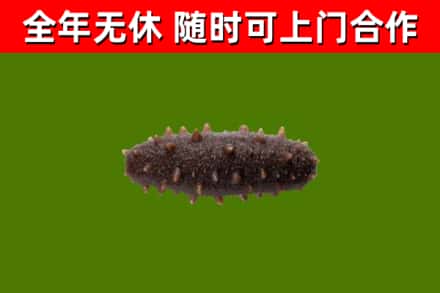 宜都烟酒回收干海参.jpg